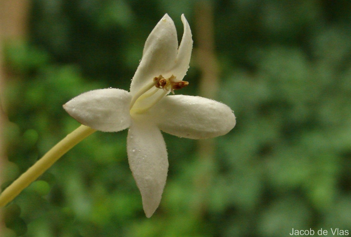 Millingtonia hortensis L.f.